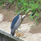 ҹ�������½�3�����