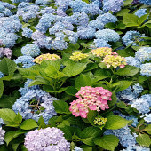 ����Ƭ�Ļ�����