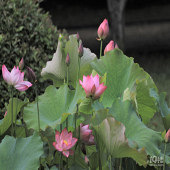 �ɻ����ĸ��������