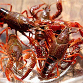 ����˵�С��Ϻ�Ƽ�