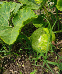 ����Ĳ�԰��