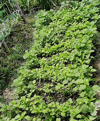 ����Ĳ�԰��