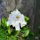 ͯ����Ӱ֮�����ӻ�