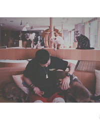 ��è������һ��Ԫ������