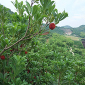 �Ǹ߲ɵ���÷����