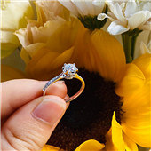 ������צϸ�����