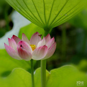 �ֵ��˺ɻ�ʢ���ļ���