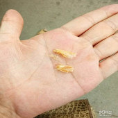 ���ӵĶ������ڳ�����