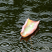 ÷�꼾�²������