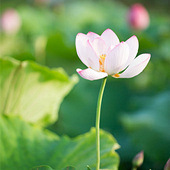 С�ɲ�¶����