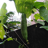 �Լ���̨�ֳ�����˿��