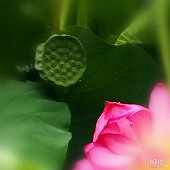 ���շݵĺɻ�