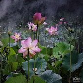 ����ĺɻ���������