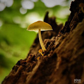 �����ҰĢ���ж�