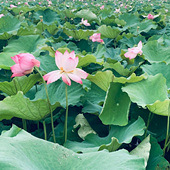 ������һ���ͺ�