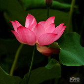 �ɻ��Ķ�����̬