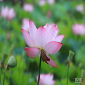 �ɻ��Ķ��˶�̬