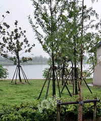 �����̻���������˺ӹ�԰��Ĳ�ֹһ������...