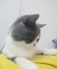 ���Ҹ�ϲ��è���Ů����