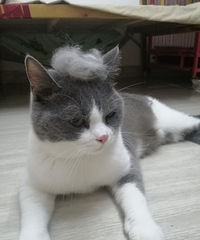 ���Ҹ�ϲ��è���Ů����