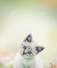 100��120ƽ������200������ ����ЩС���ʺ�