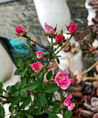 ��̨�ϵĻ��������ţ����гɾ͸У�