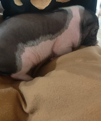 �����շ������ġ�97��MM �籾ɱߣ�� �̲�ը����һ��