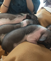 �����շ������ġ�97��MM �籾ɱߣ�� �̲�ը����һ��