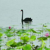 ������κɻ���