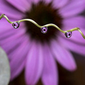 ΢���ĵļ���ˮ�λ�