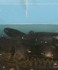 �˾�40�Ե������ ��ɫ�������ȴһ��