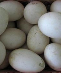 ��������30���쵰����˵����ȥ̥���� ������