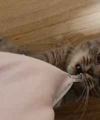 ӵ�г��ɰ�è���96��С��� ��������Ŷ