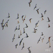 ����а���ĸ���