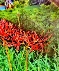 �컨ʯ��˰���