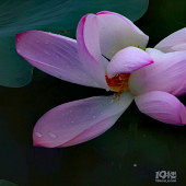 ���������Ⱦ