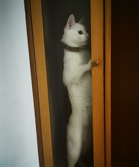 �����TA�����졿94��С�ɰ� ��������è��˫ȫ