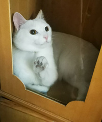 �����TA�����졿94��С�ɰ� ��������è��˫ȫ