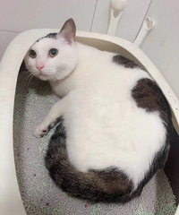 ������ߣè��һ�����������ů����