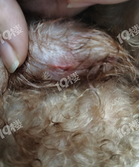 我家狗狗在公园被不牵绳的大狗咬伤 对方不赔偿不道歉还把我拉黑