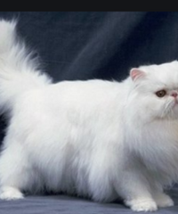 �Դ������� ���ž��ݲ����ҵ�è