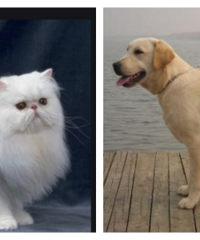 �Դ������� ������Ҳ�ݲ����ҵĹ���è