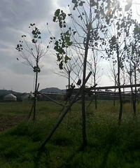 ������ڰ��ŵ����������� ���ֳԺ����֣�