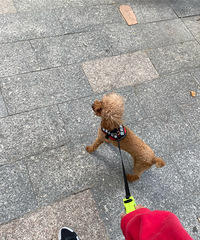 ���ҵĹ�������޹����籾ɱ���������֣�