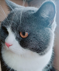 ���լèè��һ��