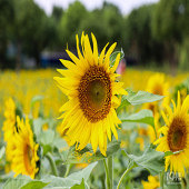 �������� ���໨��