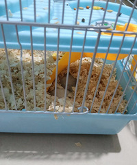 ������մϲ����С������� ����������Ħ