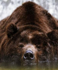 ���ӱ��ܺ��Ӵ��� �ܼҳ�ȫ��ûһ���Ǹ