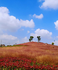 �����ˣ�����ҵ�ɭ�ֹ�԰��