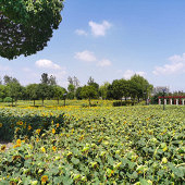 ���տ������ѹ�